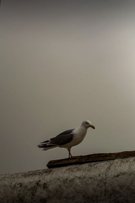 Nikon D3300 - Bom estado