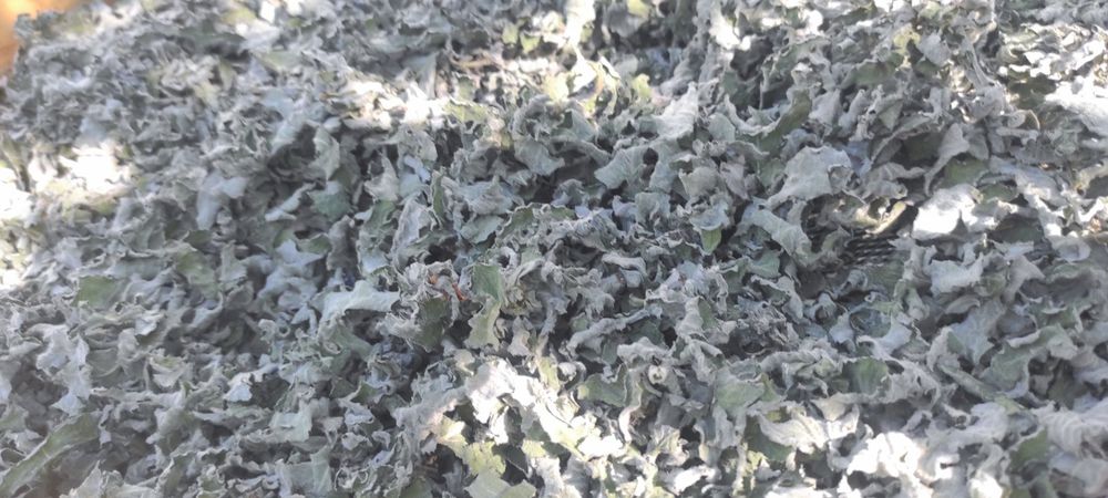 М'ята сушена 2025 трави мята мохіто суха