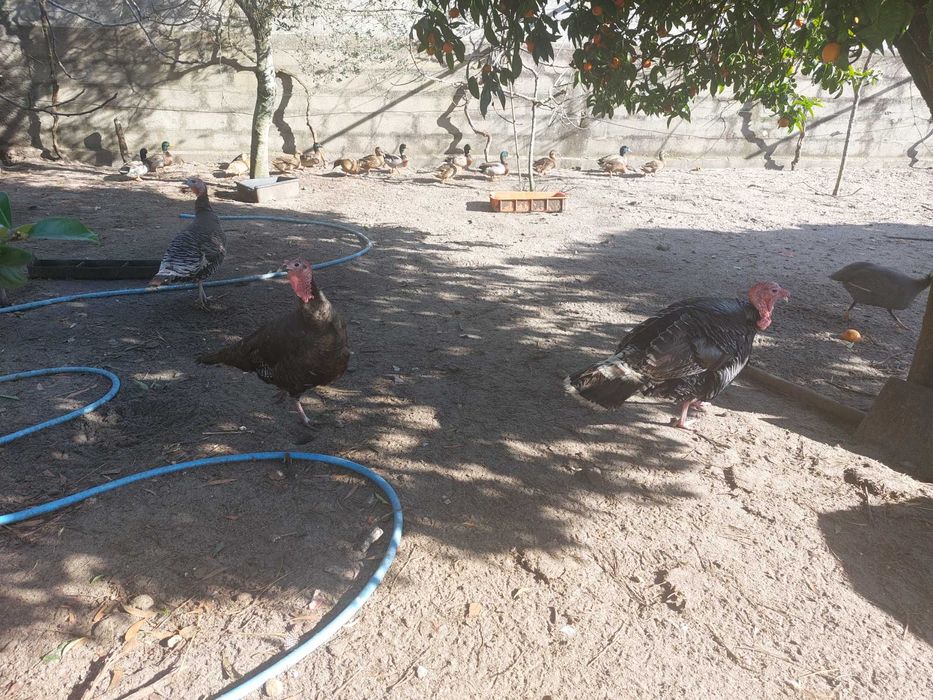 Vendo trio de perús