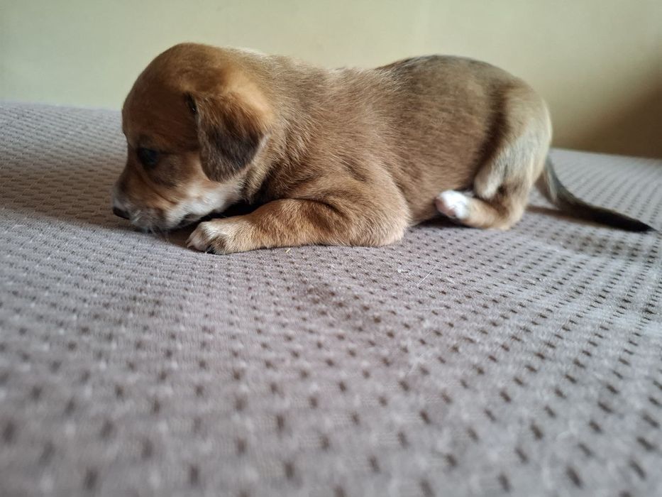 Две девочки ищут хозяев