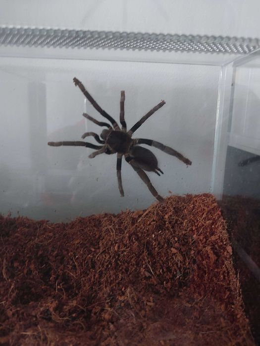 Ptasznik Pająk Hysterocrates gigas samica 5,5 DC z terraraium