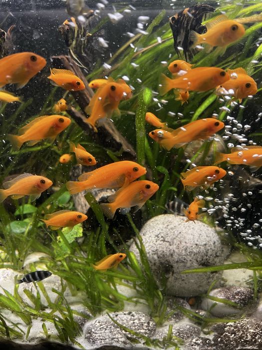 Красная зебра, синяя зебра, аки нгара , аулонокара , мультиколор