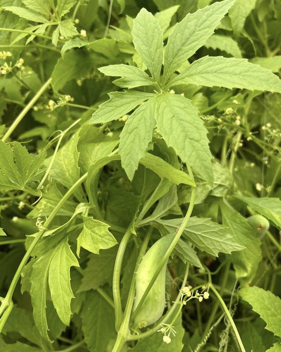 Nasiona kolekcjonerskie Cyklantera/Achocha (Cyclanthera pedata)