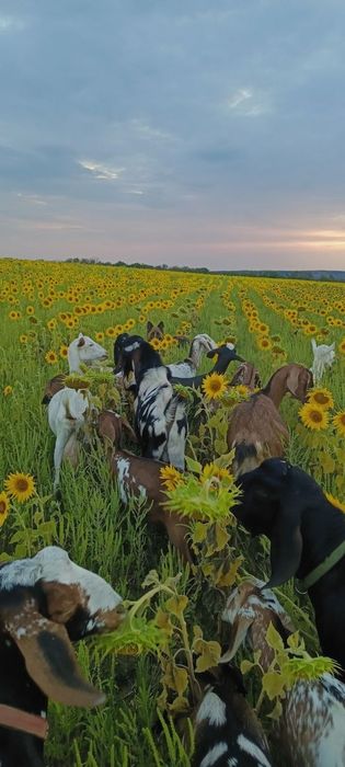 Продам маленькие стадо кіз