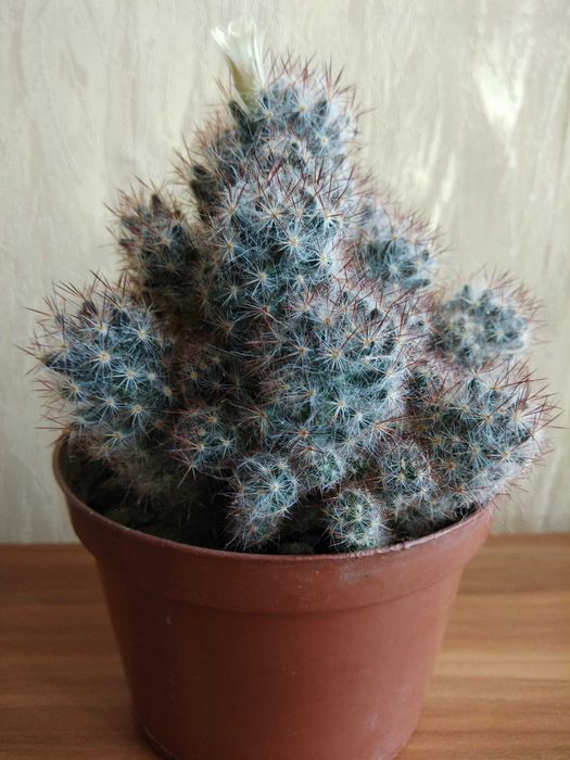 Кактуси. Кактуси