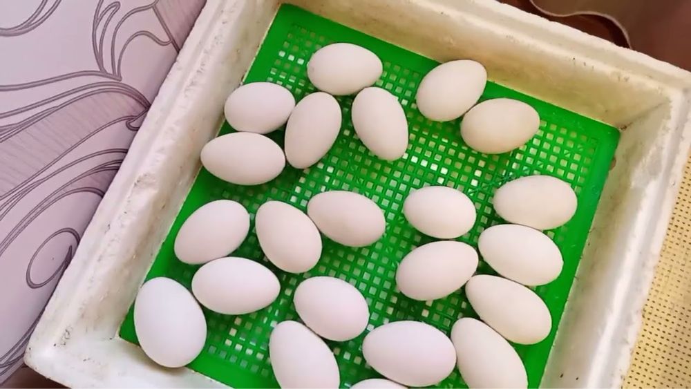 Інкубаційне Яйце з Європи та України ( ГУСИ )