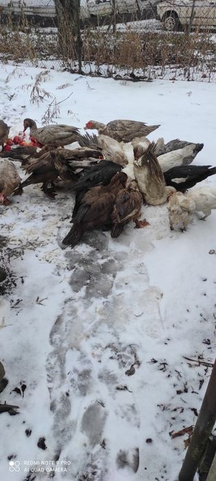 Продам индокачок