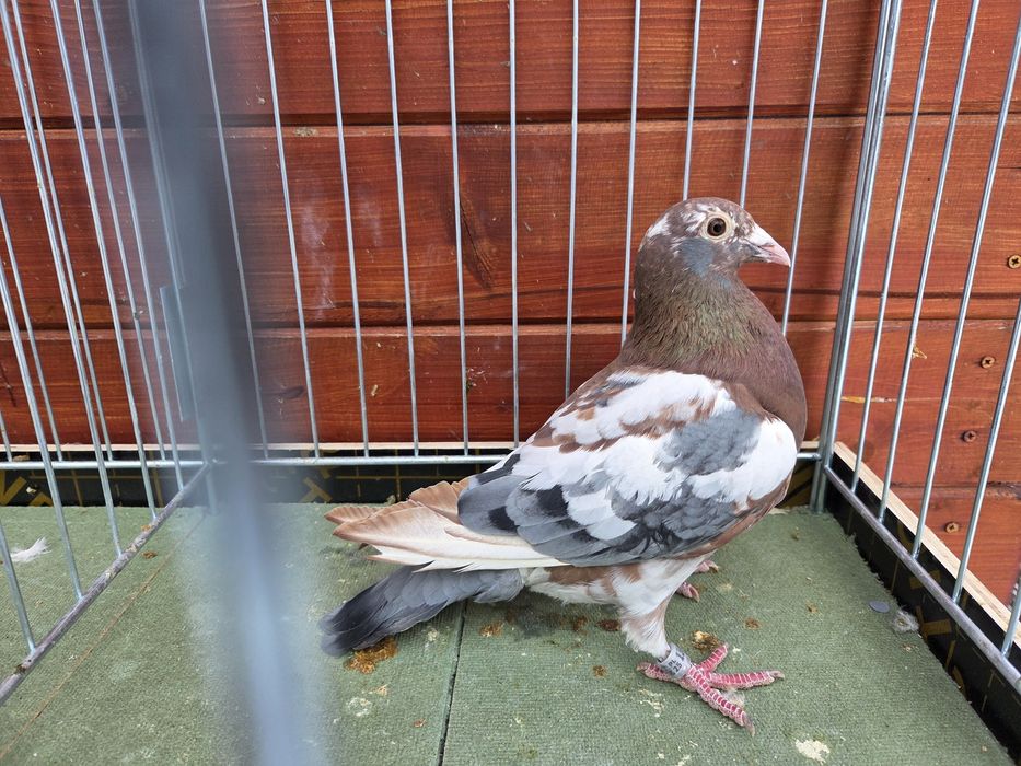 Gołąb pocztowy mozaik