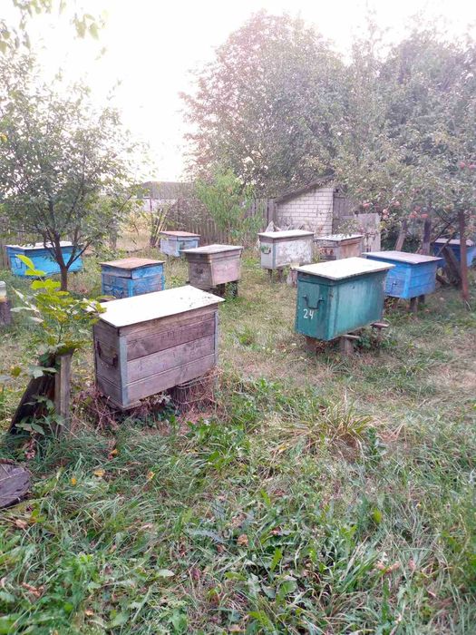 Продається пасіка