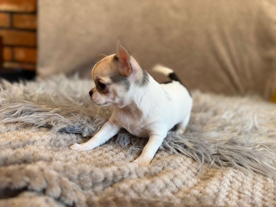 Chihuahua malutki uroczy chłopczyk