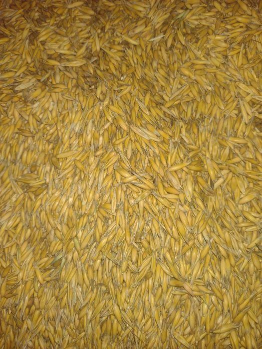 Sprzedam owies zbiór 2025