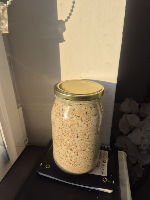 Żytni zdrowotny zakwas na chleb, szlachetny, bardzo mocny, 12 letni