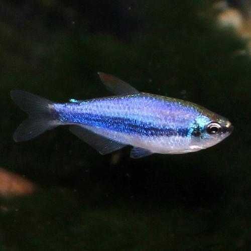 Tetra Imperador Kerri Super Blue ( Impaichtyos kerri )
