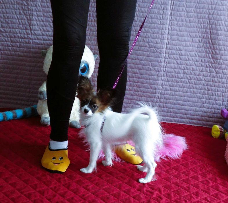 Papillon ZKwP- suczka MAJLA