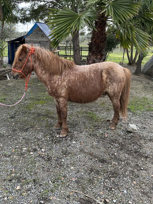 Ponei com 10 anos Habilidoso