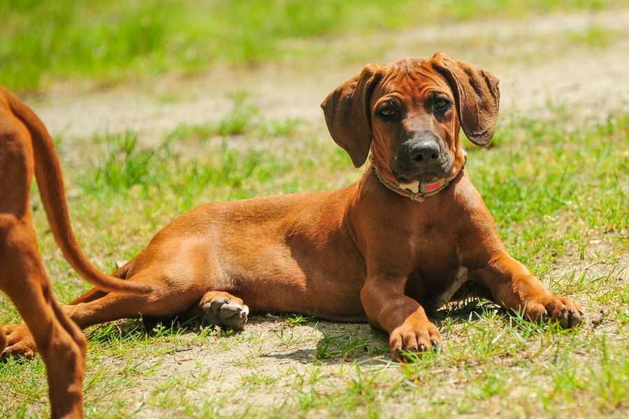 Szczenię Rhodesian Ridgeback – potomstwo zwycięzcy WDS 2025