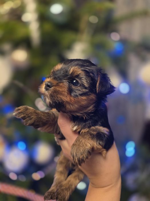 (Rezerwacja) York dziewczynka wielkość standard udokumentowane pochodz