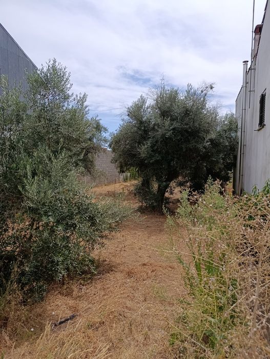 Oliveiras centenárias