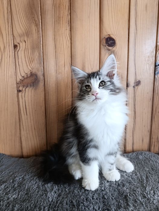 Gato Bosques da Noruega Preto silver blotched com branco