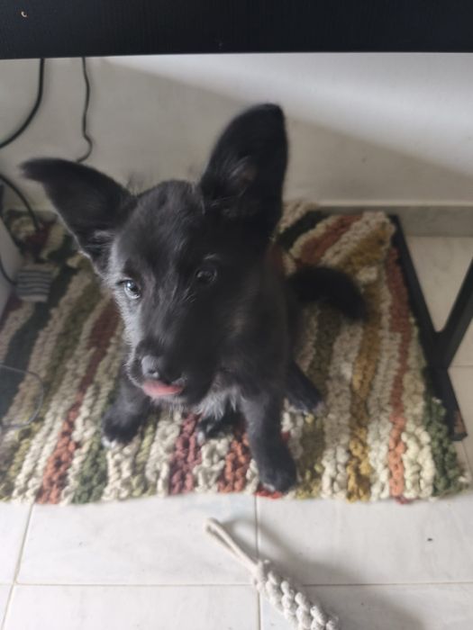 Adoção responsável - 4 meses