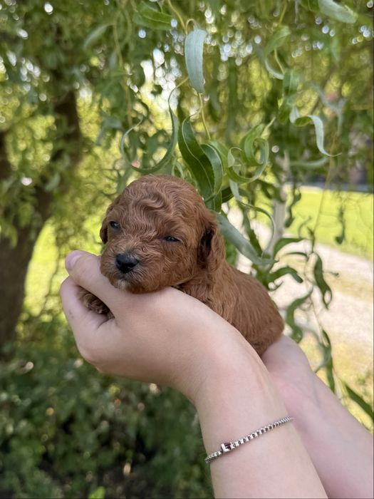 Malutki piesek Maltipoo F1B
