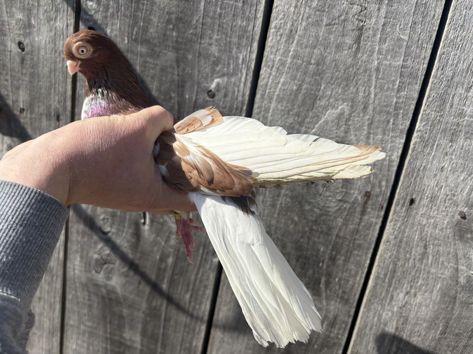 Gołębie zamojskie 2025 r czerwono krase