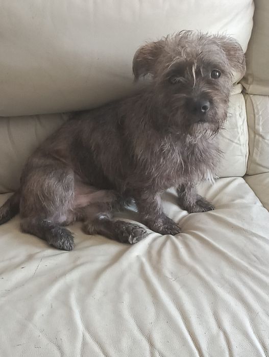 Dou cachorro ainda não tem dois anos