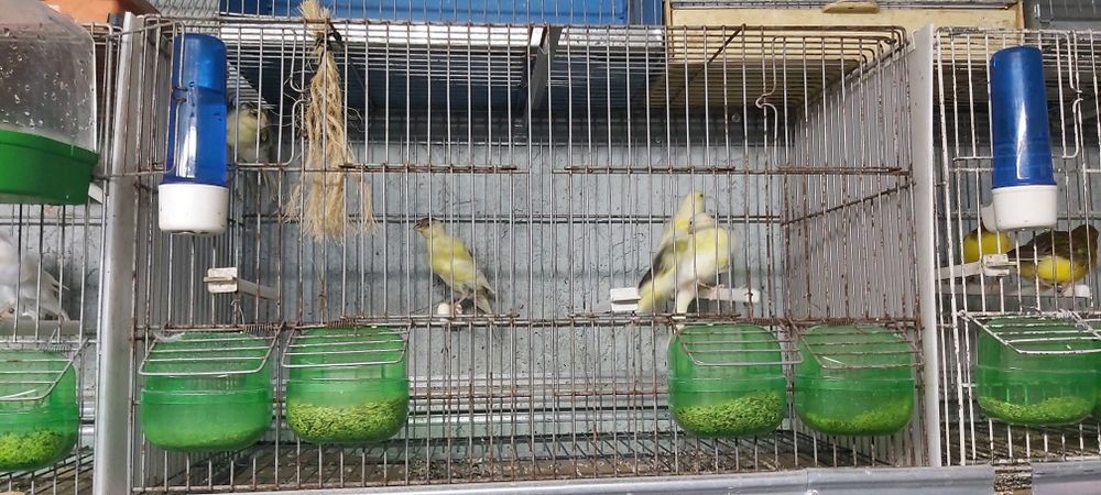 Frisados do norte / fife fancy ( reprodutores)