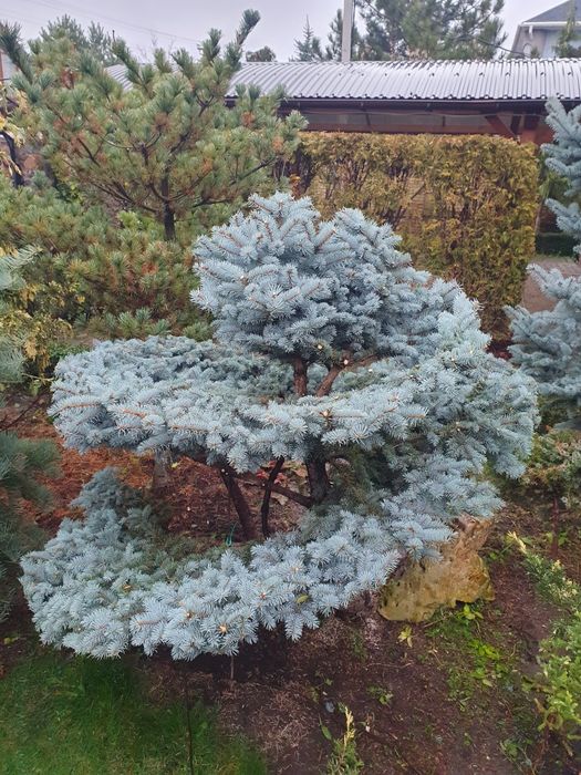 Садовник.Топиарная стрижка растений.