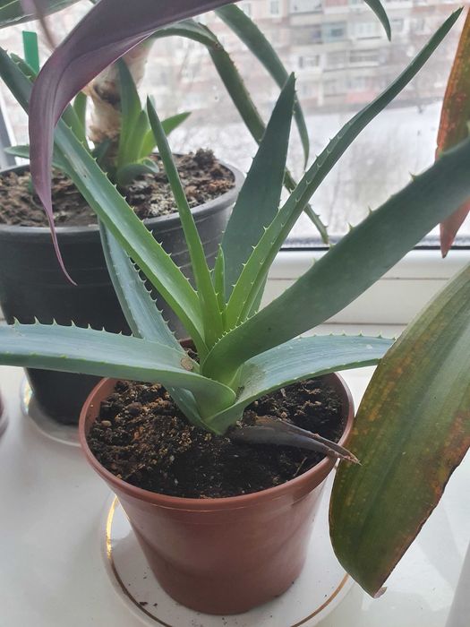 Продам алое 1год