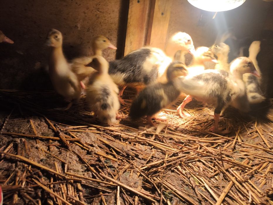 Kaczki biegusy indyjskie pisklaki