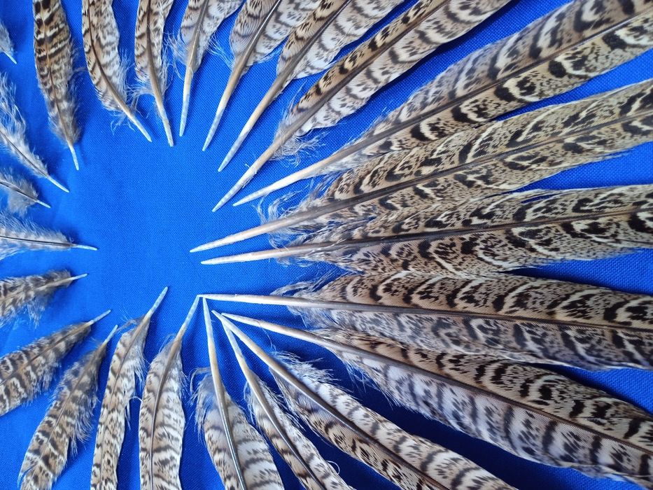 Продам набор перьев фазана хвост на рукоделия.