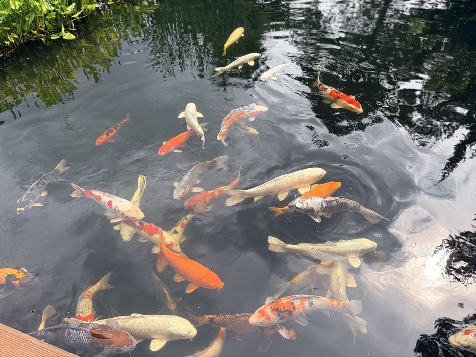 Koi narybek. Rodzice Japonia.