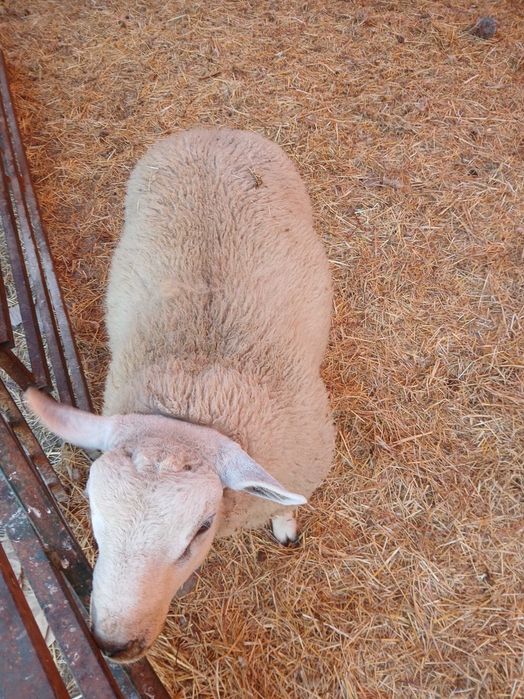 Vendo borrego texel puro