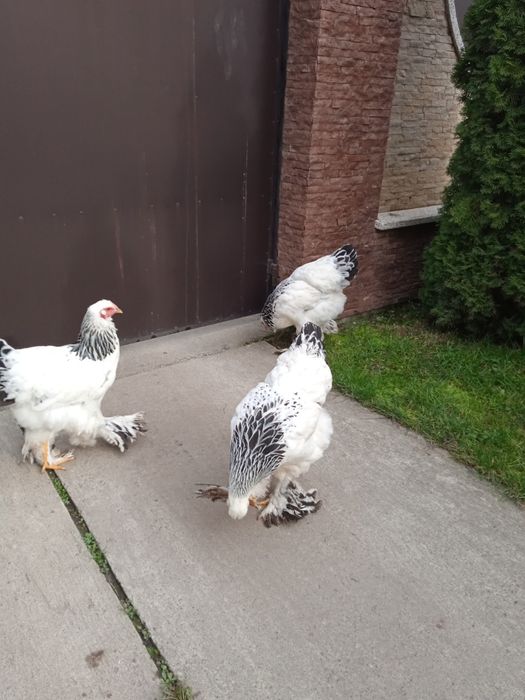 Кури Світлої брами