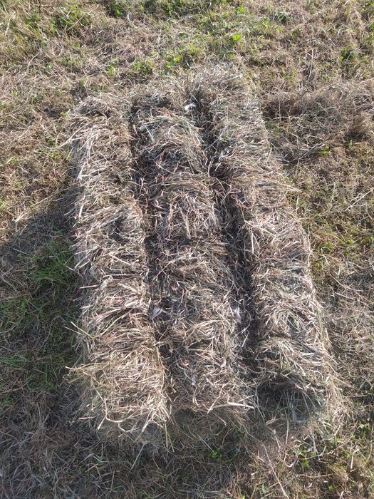 Siano 2025 kostki i bele