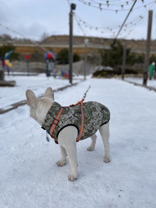 Предлагается для вязки французский бульдог Lilac Tan под кремом!