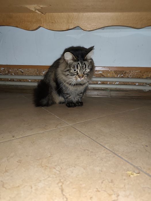 Шукає хазяїна гарна кішка