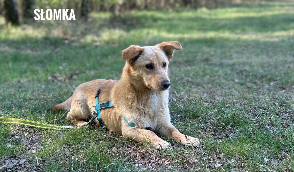10 kg, 1 rok, kochana Słomka adopcja