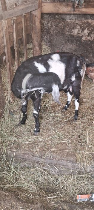 Продам англо-нуб  козу