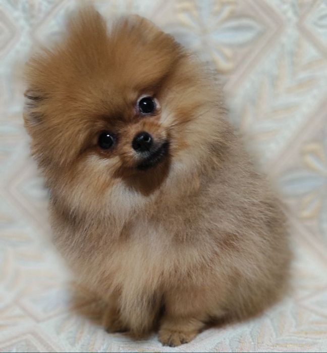 Предлагается шпиц вязка