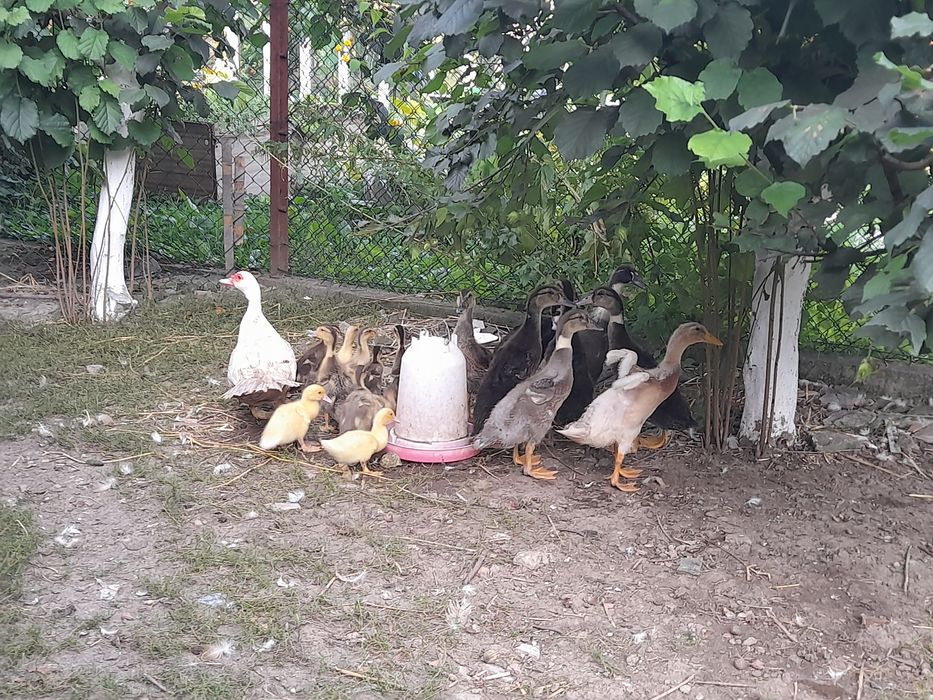 Kaczki biegusy, francuskie