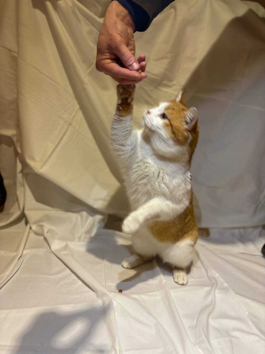 Котик барс Тарас