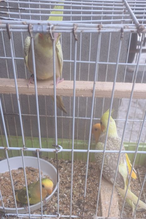 Caturras, agapornis e periquitos