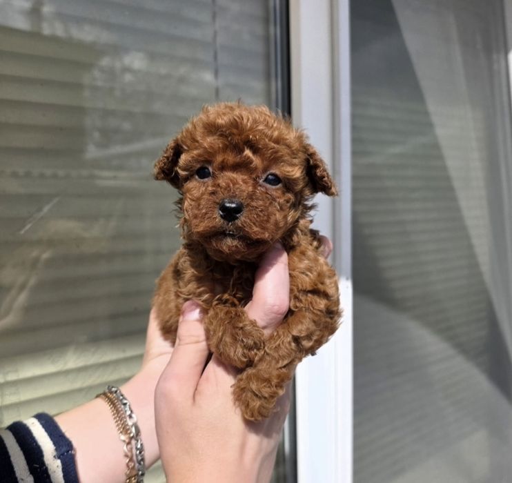 Той пуделя девочки