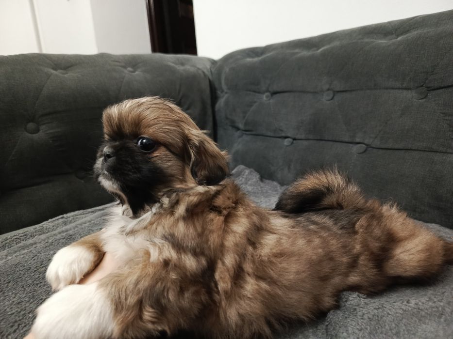 Pekinczyk Królewski