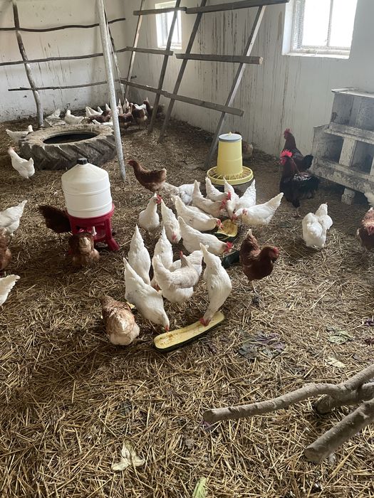 Jajka wiejskie ekologiczne