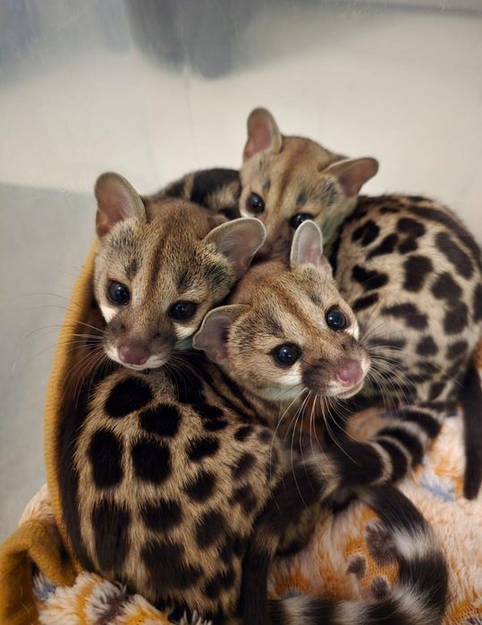 Żeneta lamparcia (Genetta maculata)