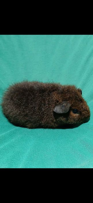 Морська свинка,  тедді