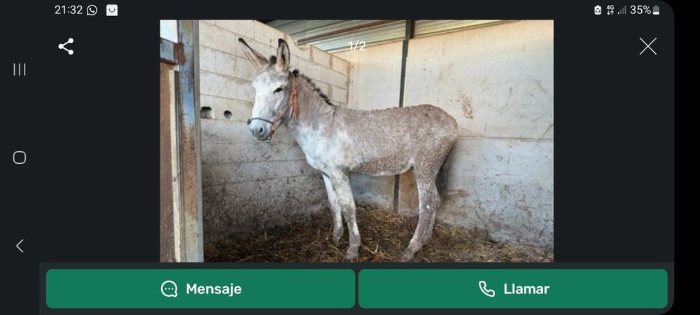 Vendo Burro Andaluz 5 anos Burro cobridor